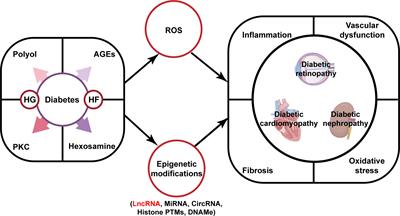 LncRNA as a regulator in the development of diabetic complications